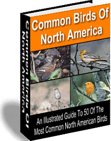 Ebook cover: Common Birds of North America