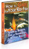 Ebook cover: How To Care For Your Koi Fish