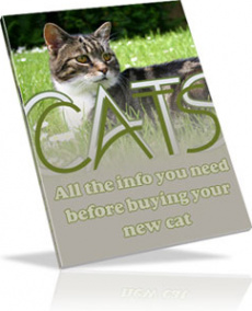 Ebook cover: All About CATS