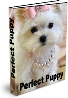 Ebook cover: Perfect Puppy