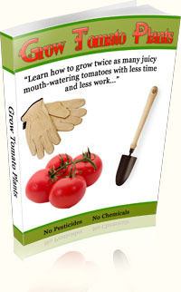 Ebook cover: Grow Tomato Plants