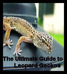 Ebook cover: The Ultimate Guide to Leopard Geckos