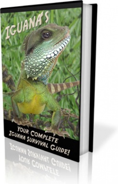 Ebook cover: Iguanas - Your Complete Iguana Survival Guide
