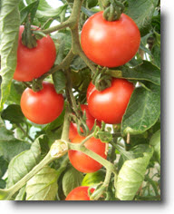 Ebook cover: Virtually Foolproof Method of Growing Organic Tomatoes