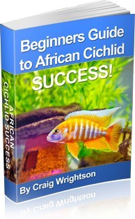 Ebook cover: Beginners Guide to African Cichlid Success