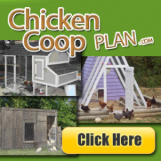 Ebook cover: Chicken Coop Living