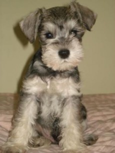 Ebook cover: Mini Schnauzer Potty Training Survival Guide