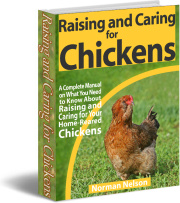 Ebook cover: Raising and Caring for Chickens