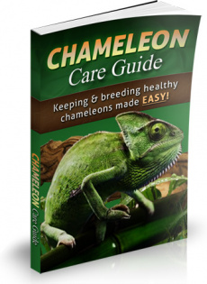 Ebook cover: Chameleon Care Guide