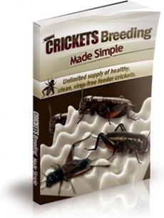 Ebook cover: Crickets Breeding Made Simple