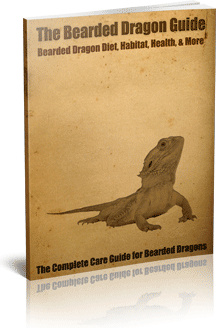 Ebook cover: The Bearded Dragon Guide