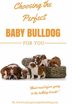 Ebook cover: Choosing the Perfect Baby Bulldog For You
