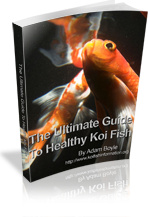 Ebook cover: The Ultimate Guide To Healthy Koi Fish