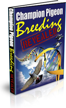 Ebook cover: Champion Pigeon Breeding Revealed