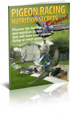 Ebook cover: Pigeon Racing Nutrition Secrets Exposed